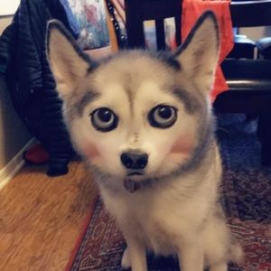 Meet your Posher, Audrey